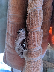 Lophostethus dumolinii