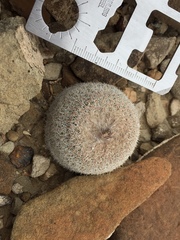 Epithelantha greggii