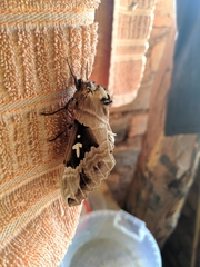 Lophostethus dumolinii