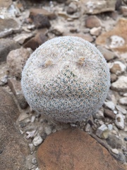 Epithelantha greggii
