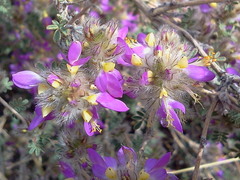 Dalea versicolor