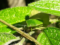 Chinavia longicorialis