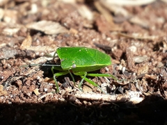 Chinavia longicorialis