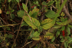 Rubus acanthophyllos
