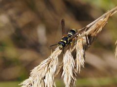 Allodynerus delphinalis