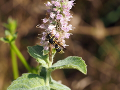 Allodynerus delphinalis