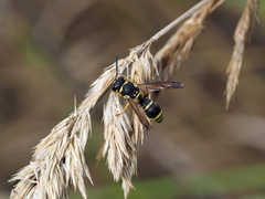 Allodynerus delphinalis
