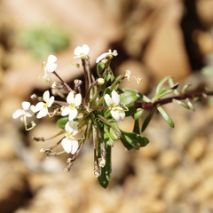 Stylidium rhynchocarpum