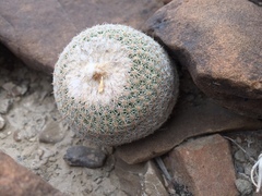 Epithelantha greggii