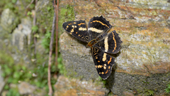 Araschnia prorsoides