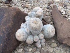Epithelantha greggii