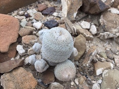 Epithelantha greggii