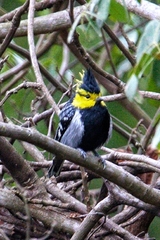 Machlolophus spilonotus