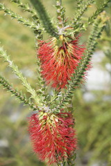 Melaleuca sparsa