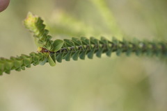 Melaleuca sparsa