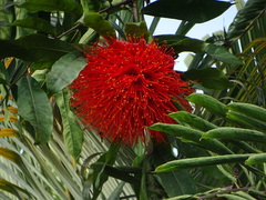 Brownea macrophylla