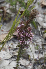 Andersonia caerulea