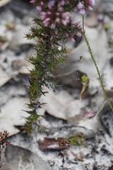 Andersonia caerulea