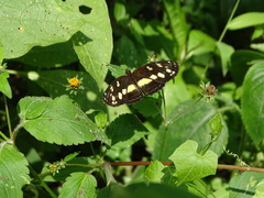 Castilia