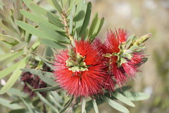 Melaleuca glauca