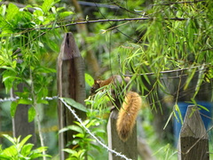 Sciurus granatensis