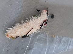 Eupentacta quinquesemita