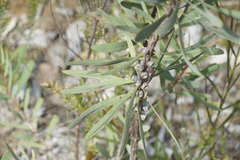 Melaleuca glauca