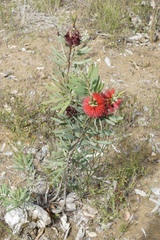 Melaleuca glauca