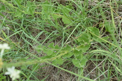 Chascanum
