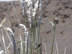 Cortaderia rudiuscula