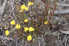 Hibbertia stellaris