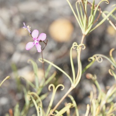 Stylidium scandens