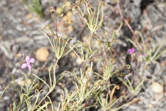 Stylidium scandens