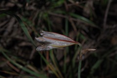 Cyrtanthus clavatus