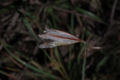Cyrtanthus clavatus
