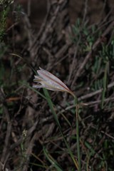 Cyrtanthus clavatus