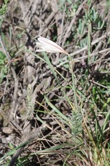 Cyrtanthus clavatus