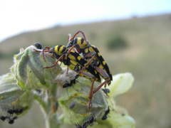 Plagionotus bobelayei