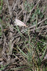 Cyrtanthus clavatus