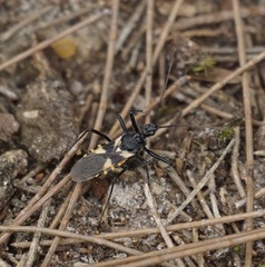 Catasphactes coprias