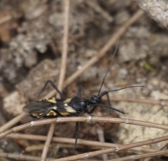 Catasphactes coprias