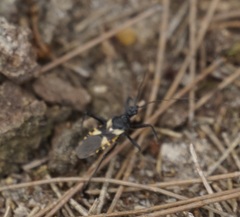 Catasphactes coprias