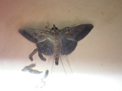 Filodes costivitralis