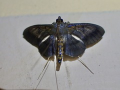 Filodes costivitralis