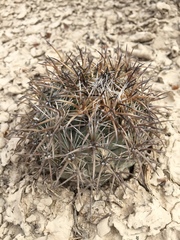 Coryphantha difficilis