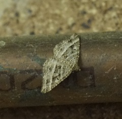 Chrysolarentia subrectaria