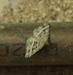 Chrysolarentia subrectaria