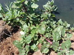 Oxybasis macrosperma