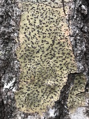 Bathelium carolinianum