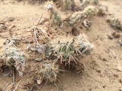 Grusonia